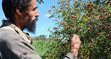 Les plantes des tisanes Biocoop : 100% origine France, évidemment ! 